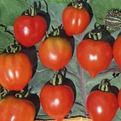 Gemüsesamen|Gemüsepflanzen * Samenarchiv Gerhard Bohl Gemüsesamen Widerstandsfähige Tomaten No. 2