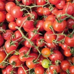 Gemüsesamen|Gemüsepflanzen * Samenarchiv Gerhard Bohl Gemüsesamen Widerstandsfähige Tomaten No. 2