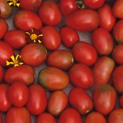 Gemüsesamen|Gemüsepflanzen * Samenarchiv Gerhard Bohl Gemüsesamen Widerstandsfähige Tomaten No. 1