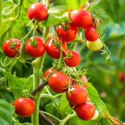 Gemüsesamen|Gemüsepflanzen * Samenarchiv Gerhard Bohl Gemüsesamen Widerstandsfähige Tomaten No. 1