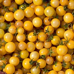 Gemüsesamen|Gemüsepflanzen * Samenarchiv Gerhard Bohl Gemüsesamen Widerstandsfähige Tomaten No. 1
