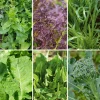 Gemüsesamen|Gemüsepflanzen * Gartenrot - Anja Walessa Gemüsesamen Wildgemüse