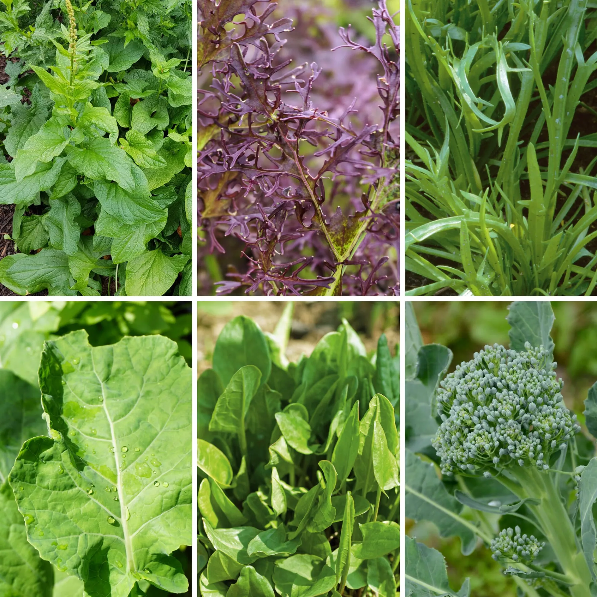 Gemüsesamen|Gemüsepflanzen * Gartenrot - Anja Walessa Gemüsesamen Wildgemüse