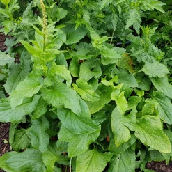 Gemüsesamen|Gemüsepflanzen * Gartenrot - Anja Walessa Gemüsesamen Wildgemüse
