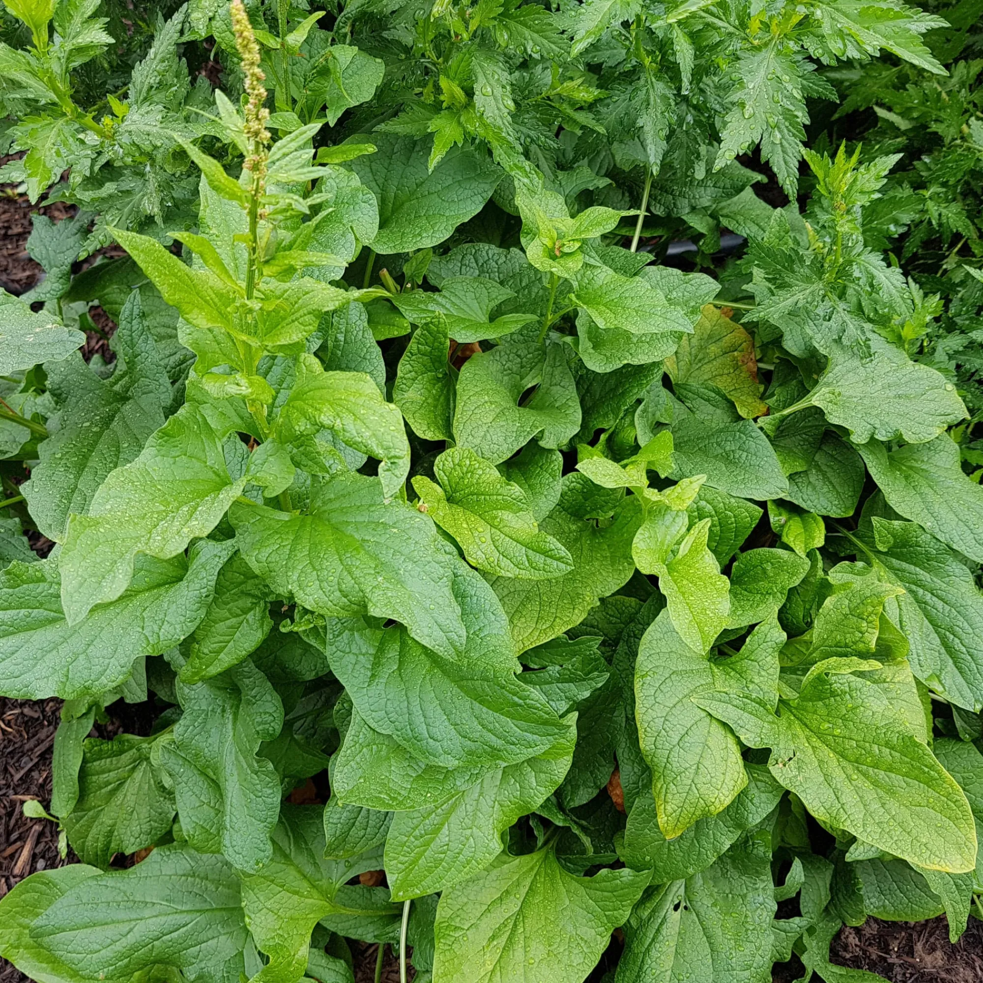 Gemüsesamen|Gemüsepflanzen * Gartenrot - Anja Walessa Gemüsesamen Wildgemüse
