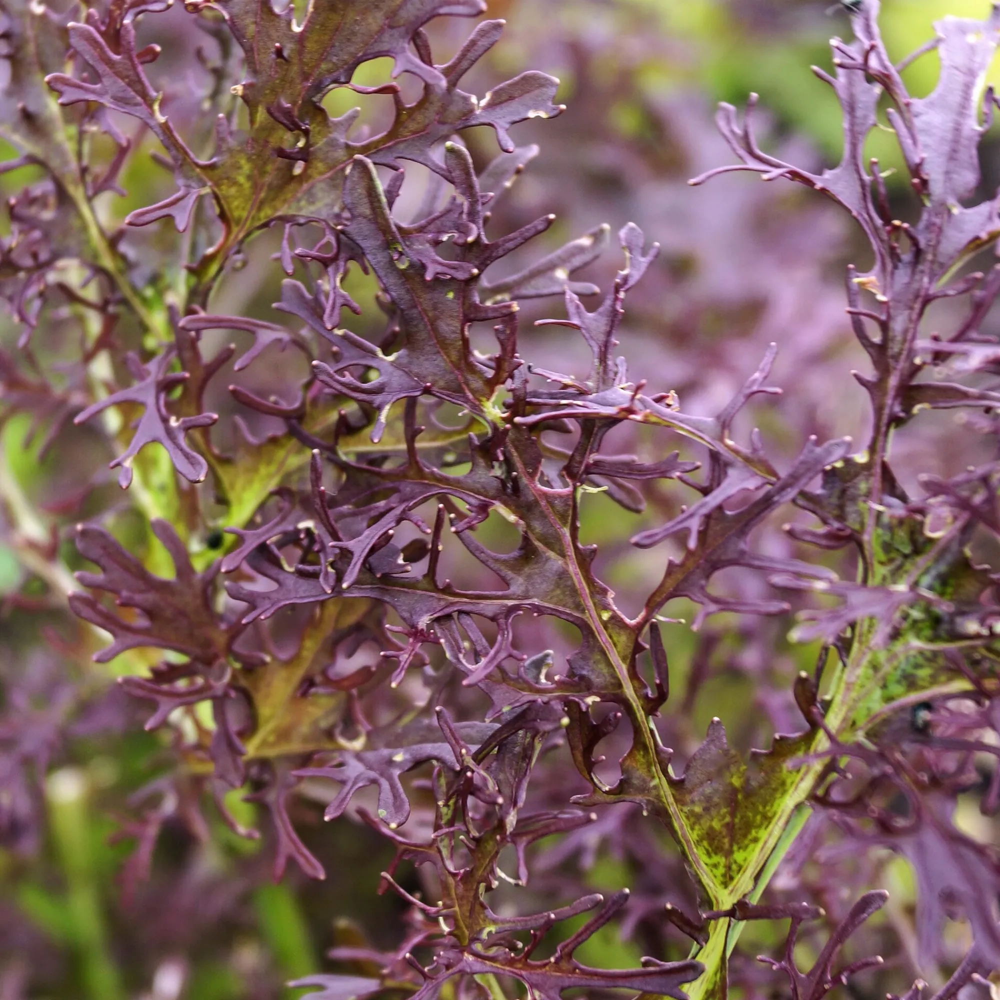 Gemüsesamen|Gemüsepflanzen * Gartenrot - Anja Walessa Gemüsesamen Wildgemüse