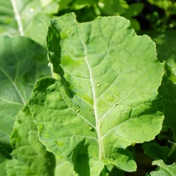 Gemüsesamen|Gemüsepflanzen * Gartenrot - Anja Walessa Gemüsesamen Wildgemüse