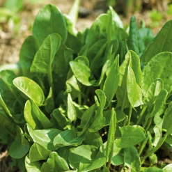 Gemüsesamen|Gemüsepflanzen * Gartenrot - Anja Walessa Gemüsesamen Wildgemüse