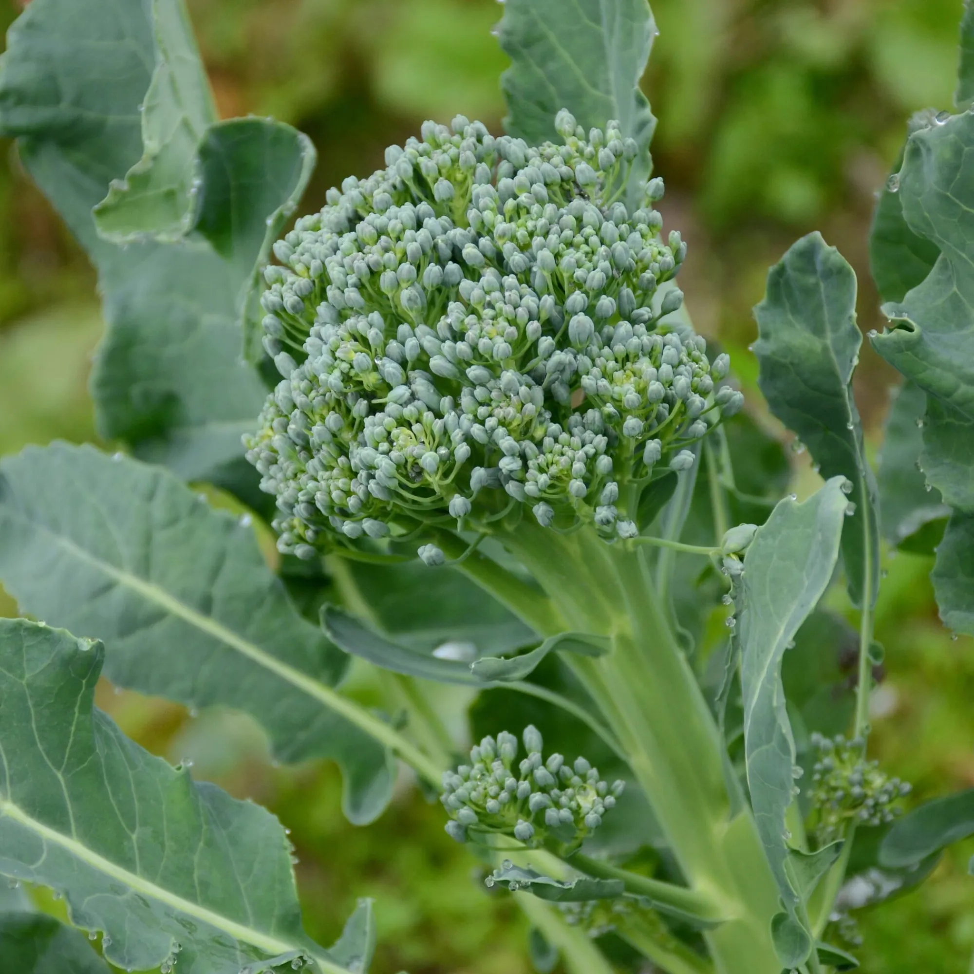 Gemüsesamen|Gemüsepflanzen * Gartenrot - Anja Walessa Gemüsesamen Wildgemüse