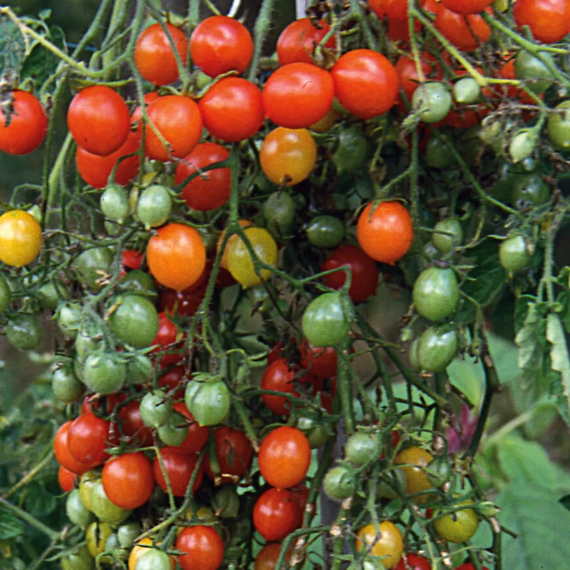 Gemüsesamen * Samenarchiv Gerhard Bohl Gemüsesamen Wildtomaten