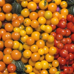 Gemüsesamen * Samenarchiv Gerhard Bohl Gemüsesamen Wildtomaten