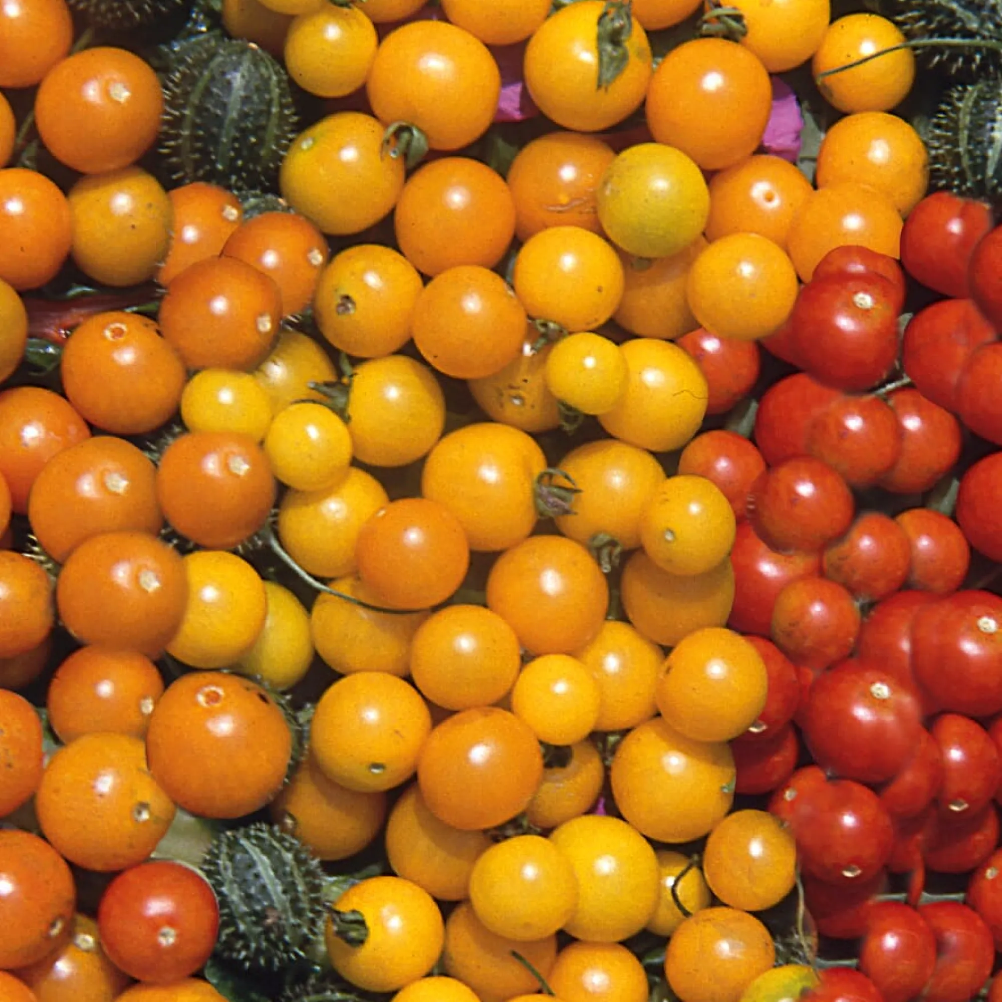 Gemüsesamen * Samenarchiv Gerhard Bohl Gemüsesamen Wildtomaten