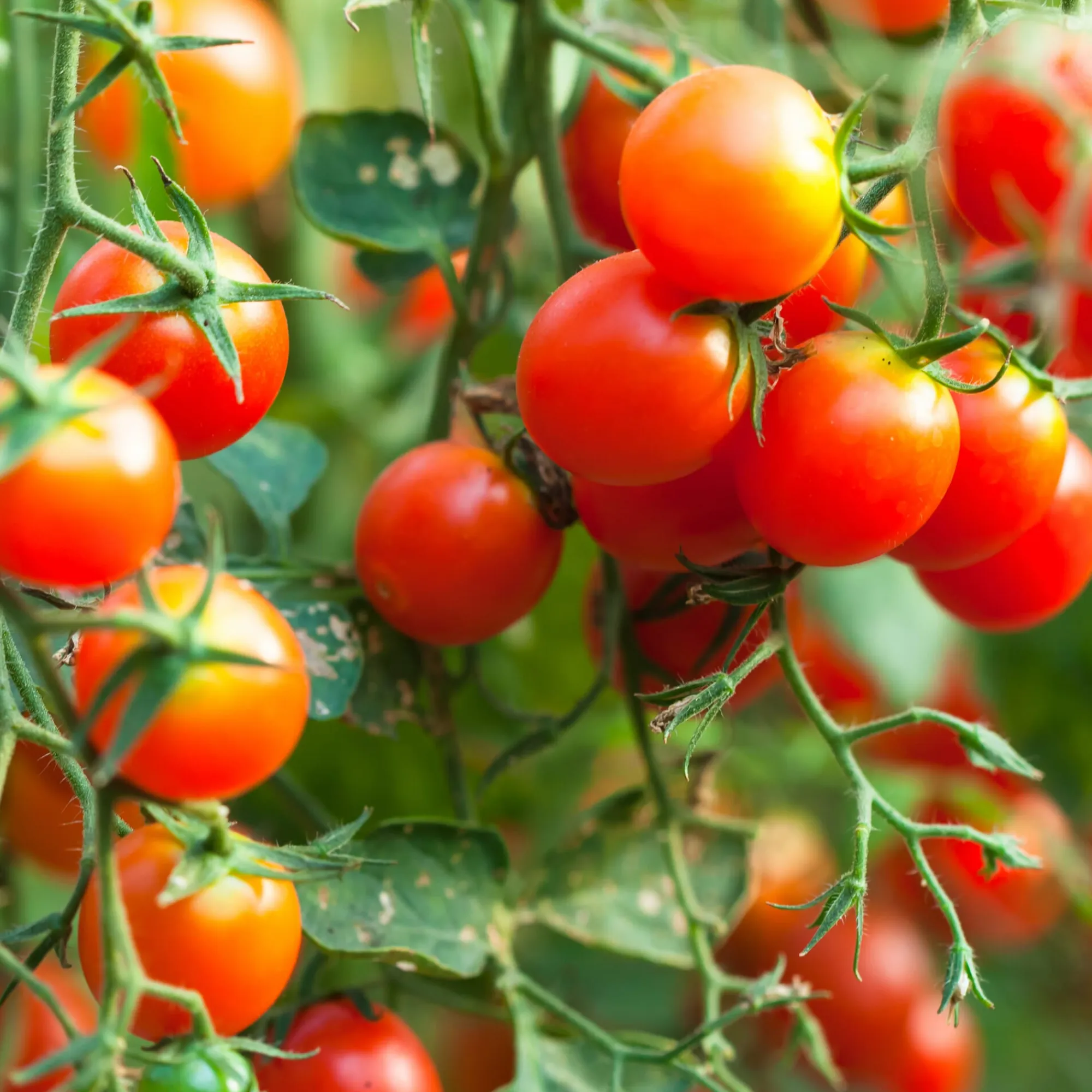 Gemüsesamen * Samenarchiv Gerhard Bohl Gemüsesamen Wildtomaten