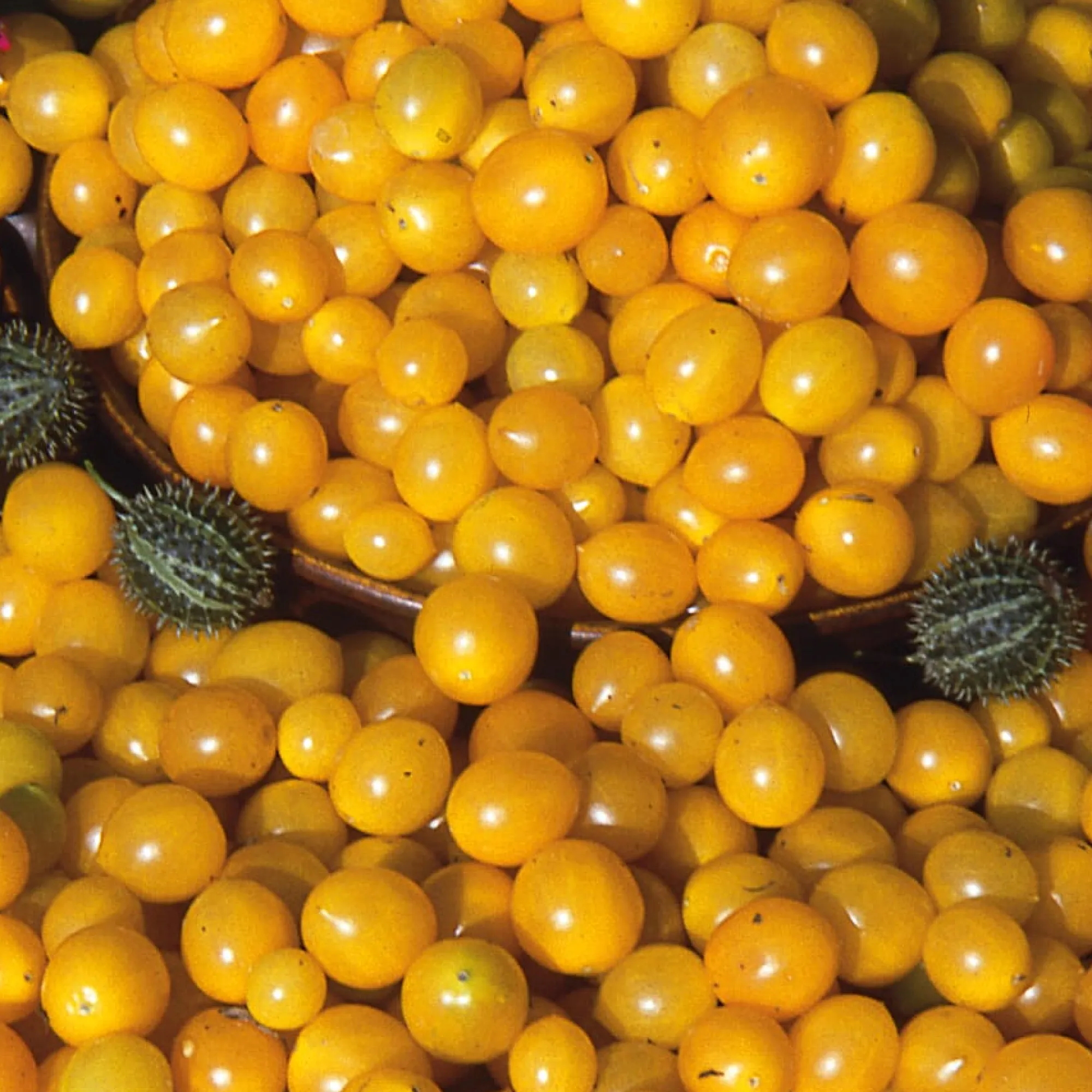 Gemüsesamen * Samenarchiv Gerhard Bohl Gemüsesamen Wildtomaten