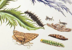 Papeterie * Favoritenpresse Grußkarten Blumenmotive Maria Sibylla Merian