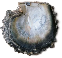 Schmuck * Ménard Halsreif Tahiti-Zuchtperle Anthrazit
