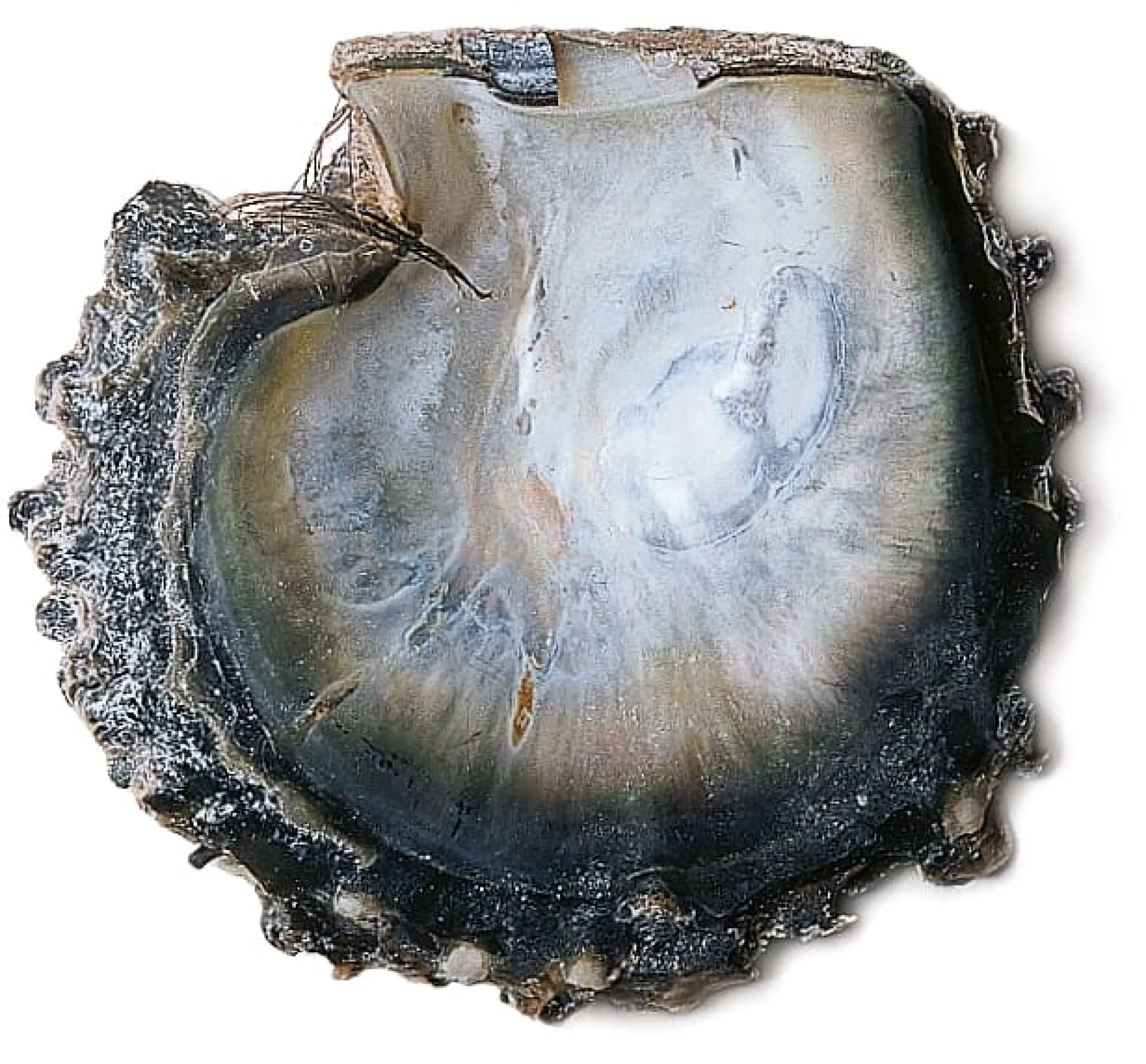 Schmuck * Ménard Halsreif Tahiti-Zuchtperle Anthrazit