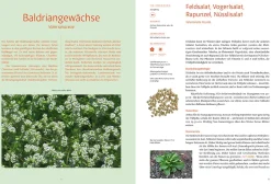 Garten & Natur|Ratgeber * Löwenzahn Verlag Handbuch Samengärtnerei