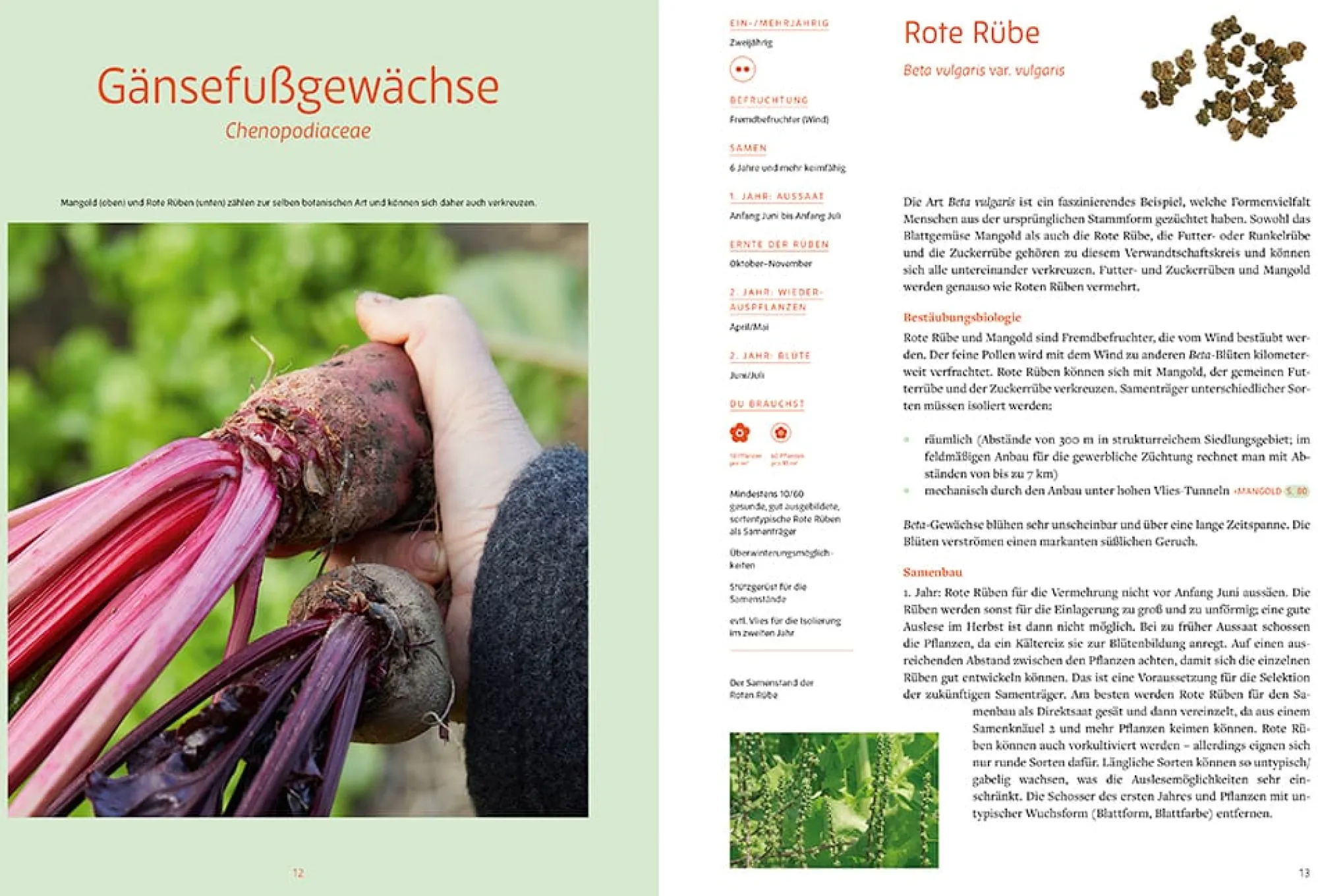 Garten & Natur|Ratgeber * Löwenzahn Verlag Handbuch Samengärtnerei