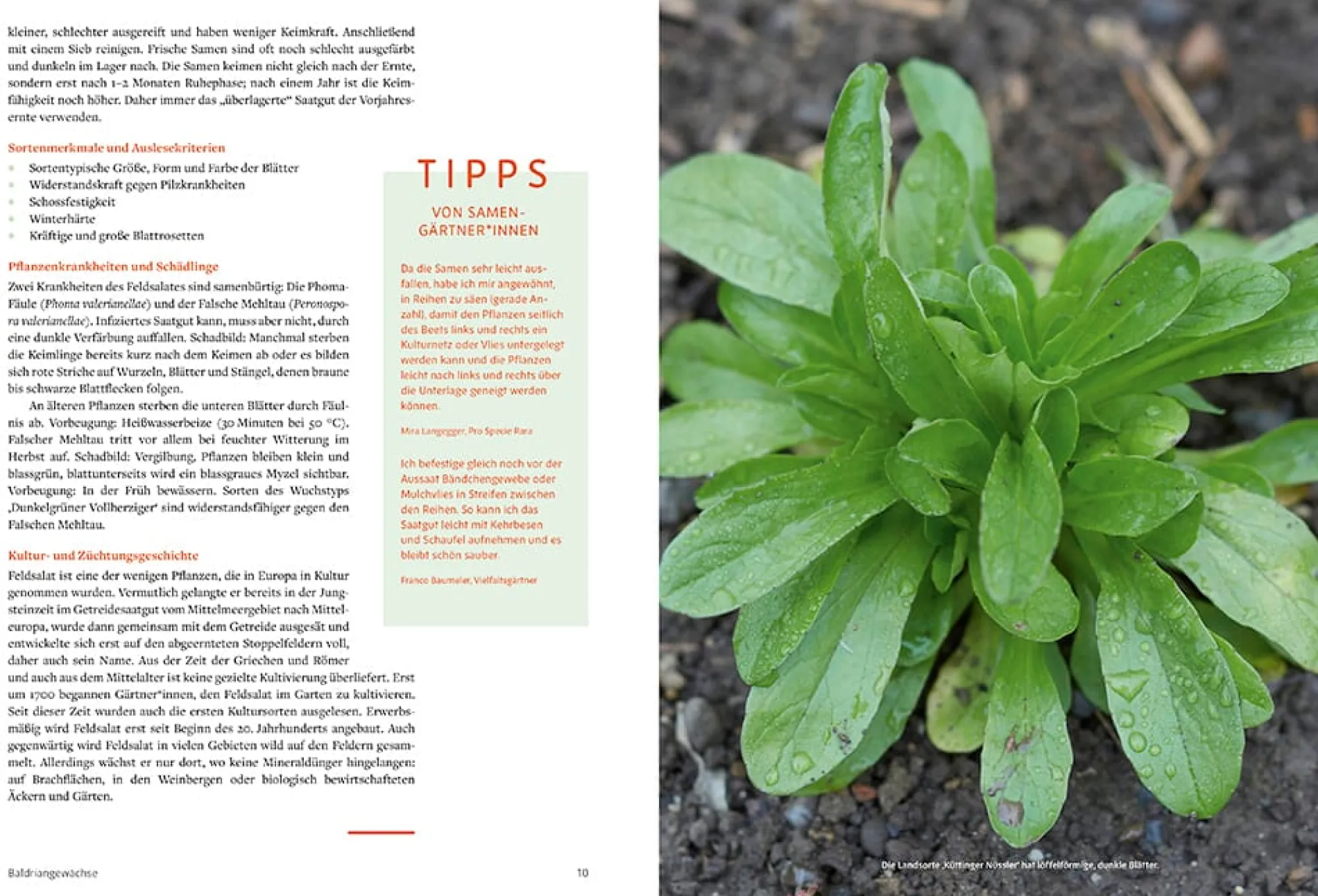 Garten & Natur|Ratgeber * Löwenzahn Verlag Handbuch Samengärtnerei