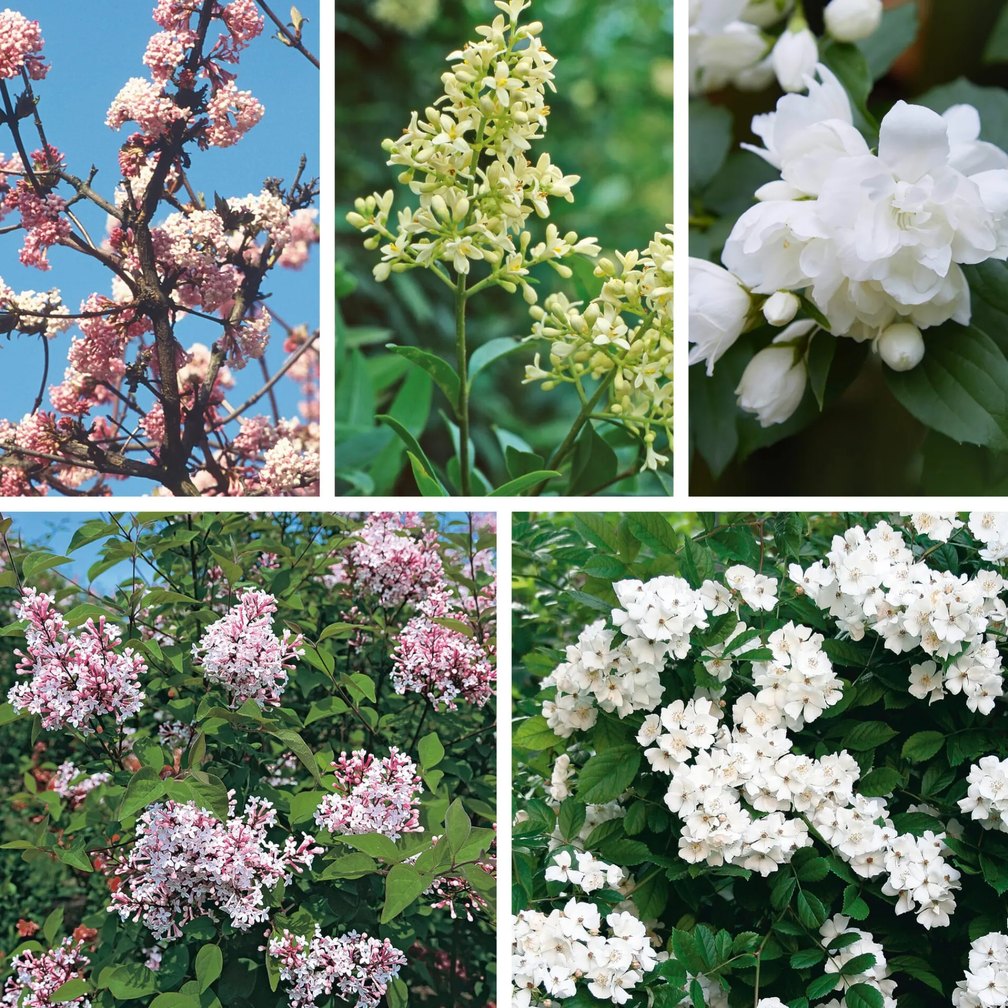 Rosen|Ziergehölze * Manufactum Hecke Duftgehölze