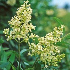 Rosen|Ziergehölze * Manufactum Hecke Duftgehölze