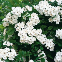 Rosen|Ziergehölze * Manufactum Hecke Duftgehölze