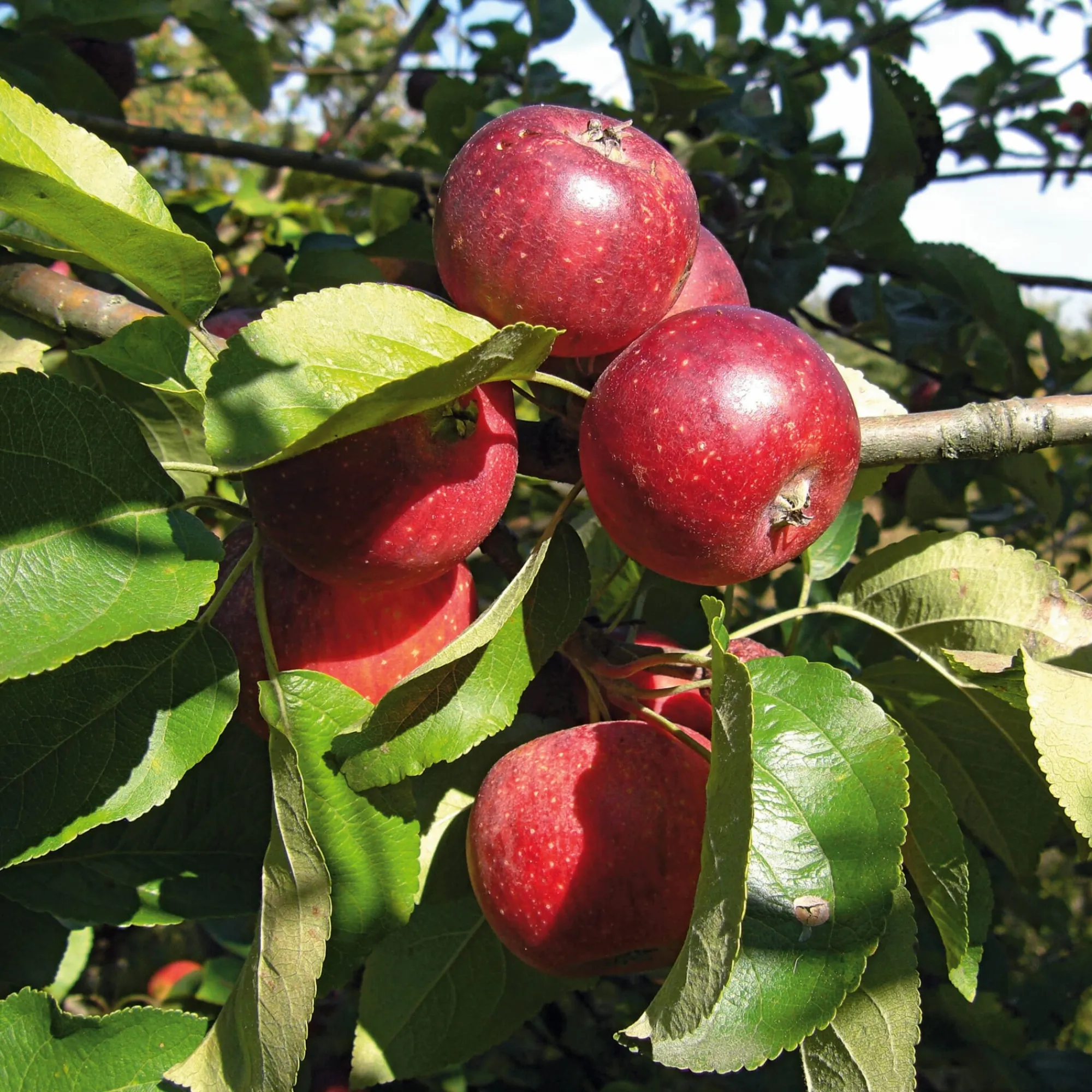 Obstgehölze * Manufactum Herbstapfel 'Apfelberger Zuckeräpfelchen'