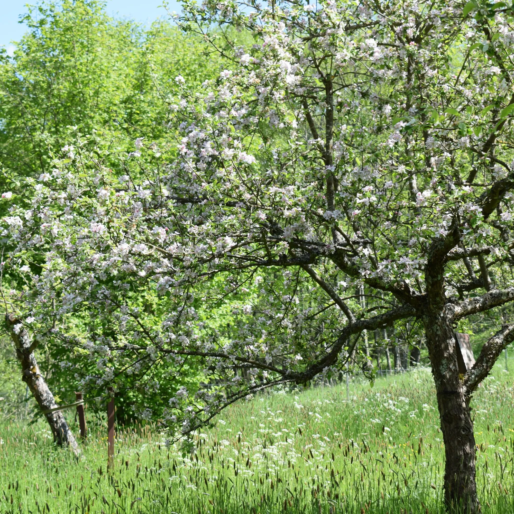 Obstgehölze * Manufactum Herbstapfel 'Apfelberger Zuckeräpfelchen'