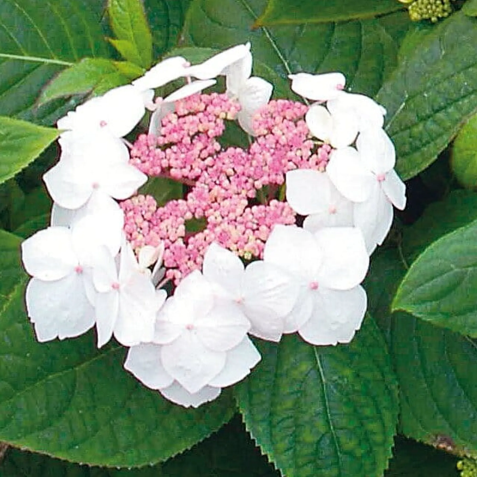 Ziergehölze * Manufactum Hortensie 'Grayswood '