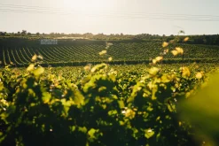 Weine * JUWEL Weine Juwel Riesling