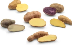 Zwiebelblumen & Knollenpflanzen * Kartoffelraritäten traditionelle Sorten 2026