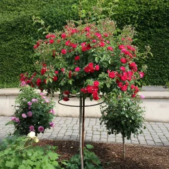 Rosen * Rosenhof Schultheis Kaskadenrose 'Chevy Chase'
