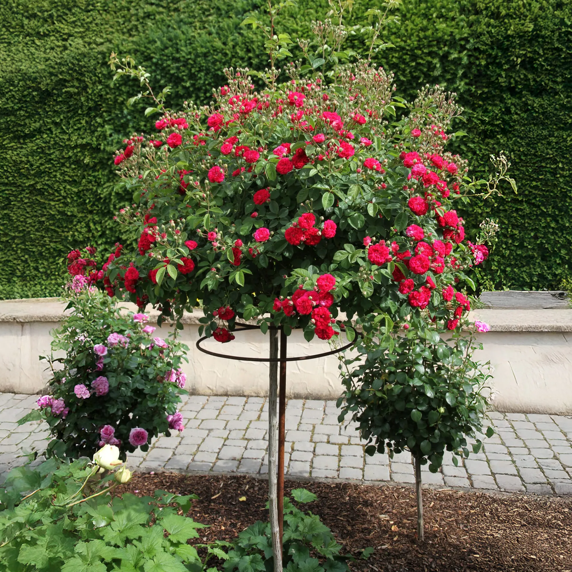 Rosen * Rosenhof Schultheis Kaskadenrose 'Chevy Chase'