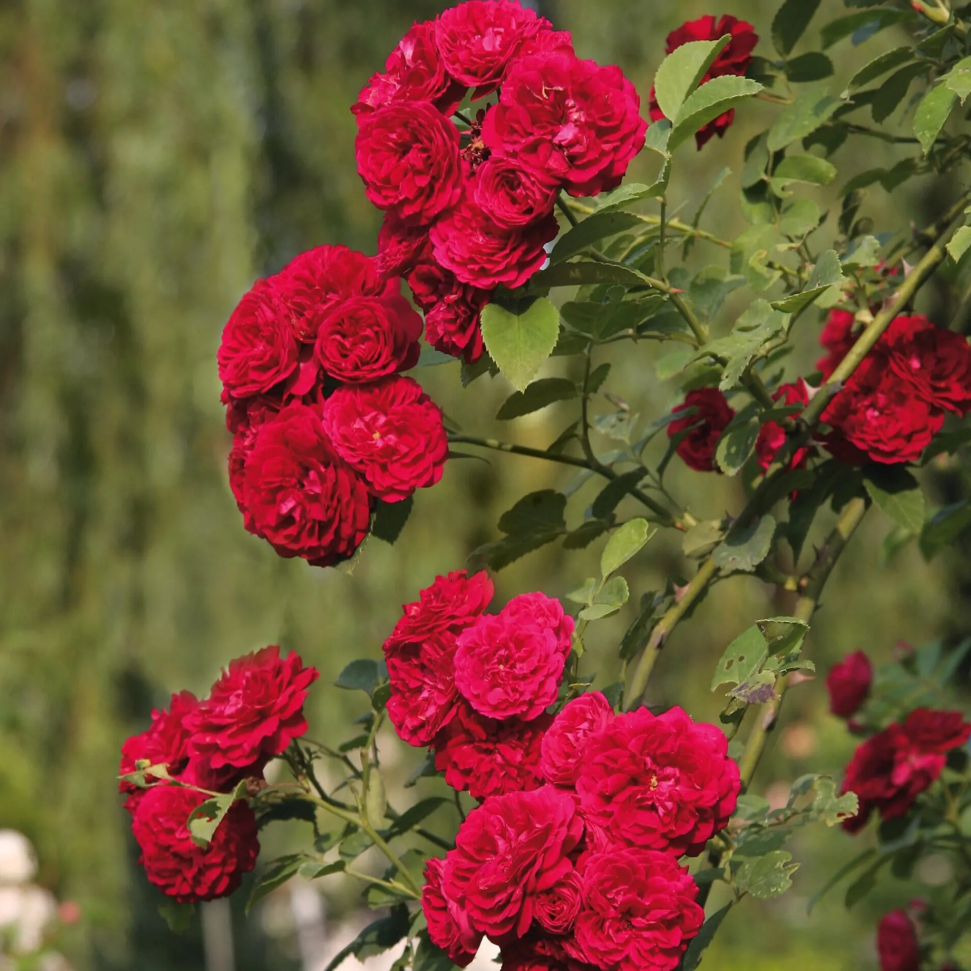 Rosen * Rosenhof Schultheis Kaskadenrose 'Chevy Chase'