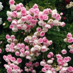 Rosen * Rosenhof Schultheis Kaskadenrose 'Frau Eva Schubert'