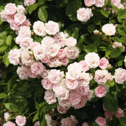 Rosen * Rosenhof Schultheis Kaskadenrose 'Frau Eva Schubert'