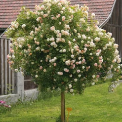 Rosen * Rosenhof Schultheis Kaskadenrose 'Ghislaine de Féligonde'