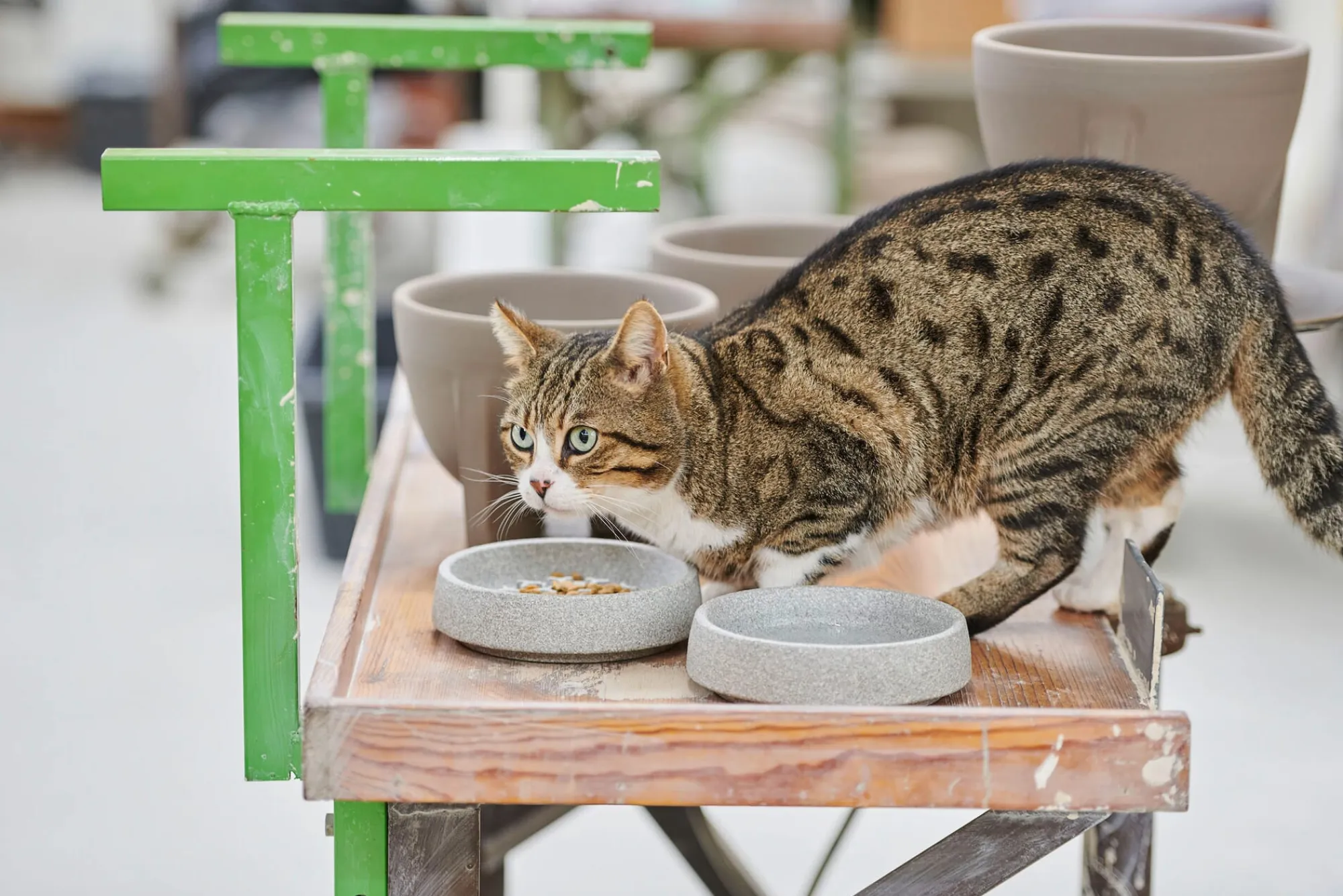 Alles Für Das Haustier * Denk Keramische Werkstätten Katzennapf Granitkeramik