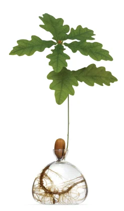 Vasen & Schalen * Keimglas Ilex