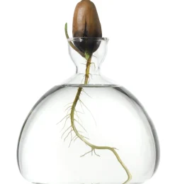 Vasen & Schalen * Keimglas Ilex