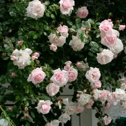 Rosen * Rosenhof Schultheis Kletterrose 'New Dawn'®