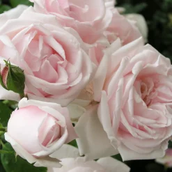 Rosen * Rosenhof Schultheis Kletterrose 'New Dawn'®