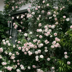 Rosen * Rosenhof Schultheis Kletterrose 'New Dawn'®
