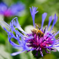 Stauden * Staudengärtnerei Gaissmayer Kombipaket Heimische Stauden/Stauden für Bienen, Schmetterlinge