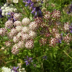 Stauden * Staudengärtnerei Gaissmayer Kombipaket Heimische Stauden/Stauden für Bienen, Schmetterlinge