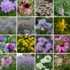 Stauden * Staudengärtnerei Gaissmayer Kombipaket Klimawandel- und Stauden für Bienen, Schmetterlinge