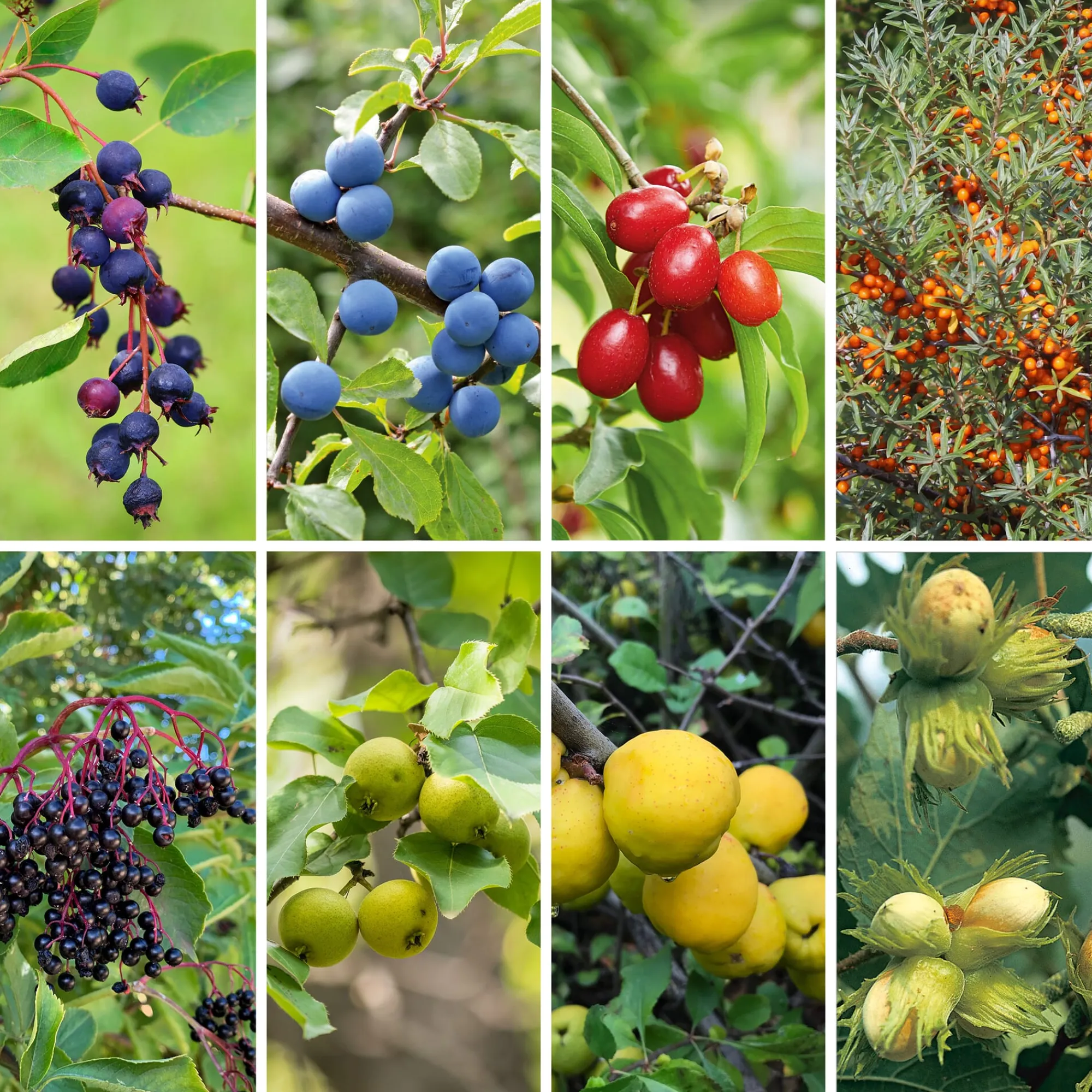 Ziergehölze|Obstgehölze * Manufactum Kombipaket Wildfruchthecke 1 und 2