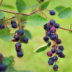 Ziergehölze|Obstgehölze * Manufactum Kombipaket Wildfruchthecke 1 und 2