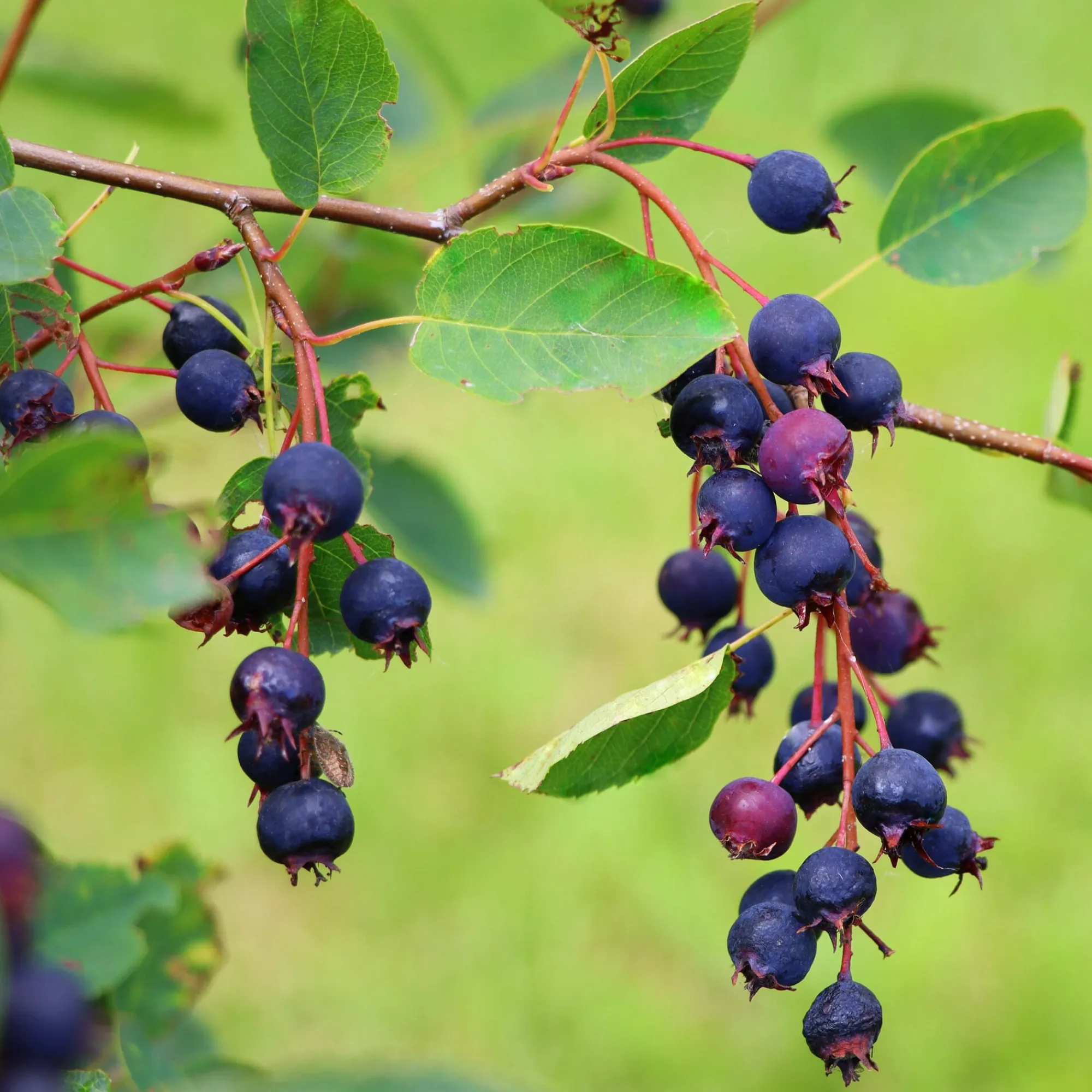 Ziergehölze|Obstgehölze * Manufactum Kombipaket Wildfruchthecke 1 und 2